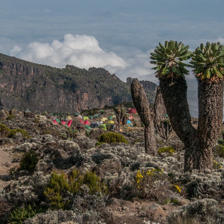 10 Days Mount Kilimanjaro climbing Itinerary on Northern Circuit Route