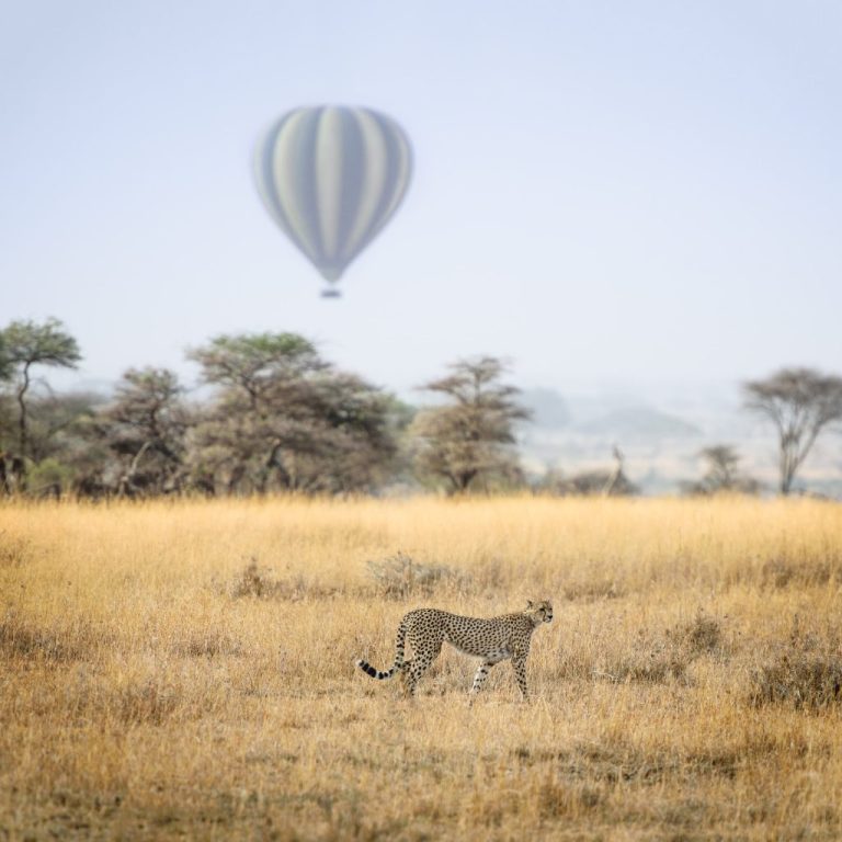 7 Day – Lake Manyara, Serengeti, Ngorongoro, Tarangire Safari Itinerary