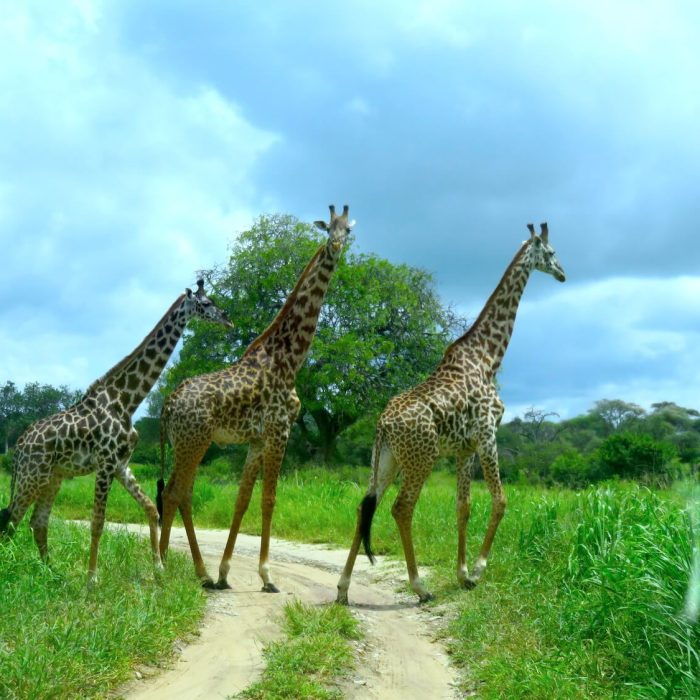 8 Days – Selous, Udzungwa, Mikumi Safari Itinerary