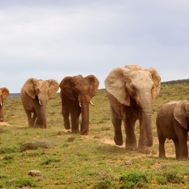 3 DAY SAFARI SERENGETI AND NGORONGORO