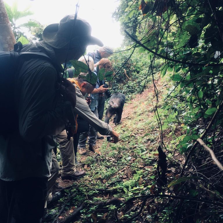 Gombe Stream National Park