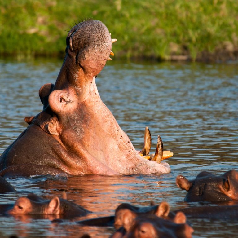 Katavi National Park