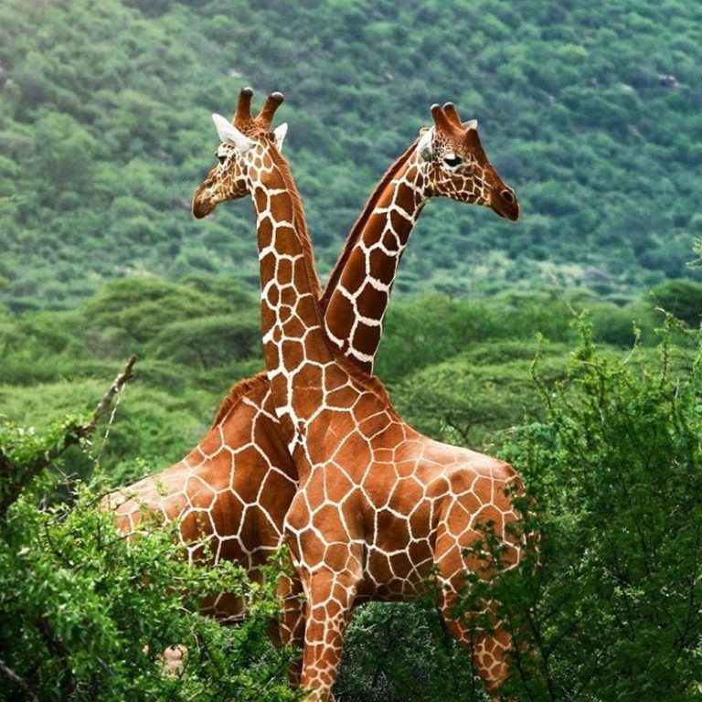 Lake Manyara National Park