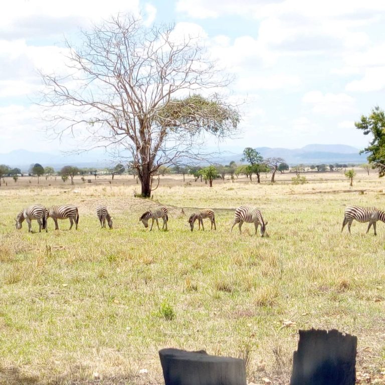 Mikumi National Park