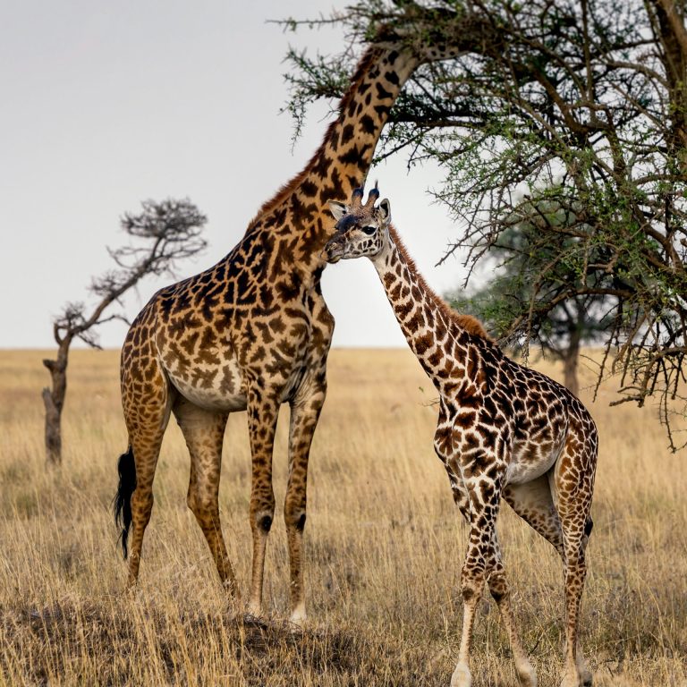 Mkomazi Game Reserve