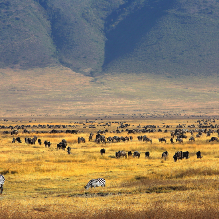 Ngorongoro Conservation Area