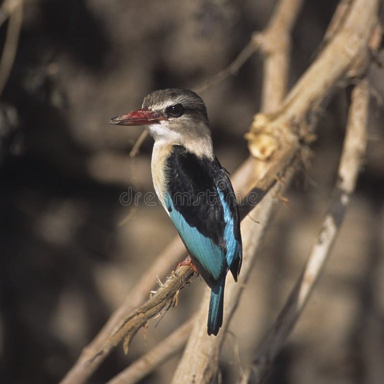 Selous Game Reserve