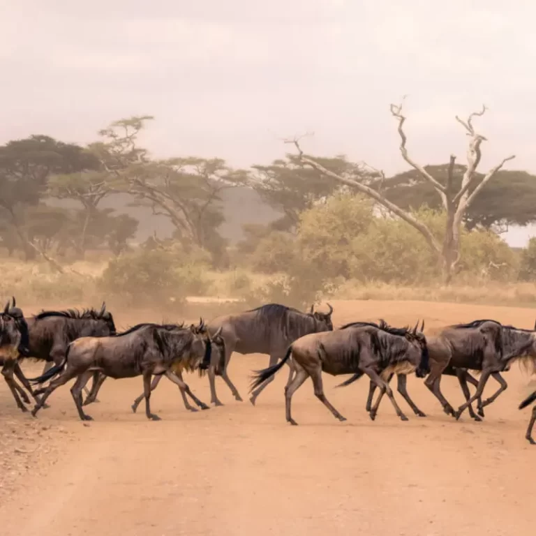 Serengeti National Park