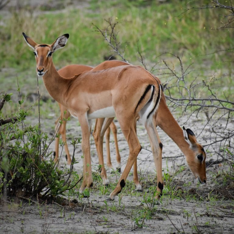 5 DAYS NORTHERN TANZANIA SAFARI