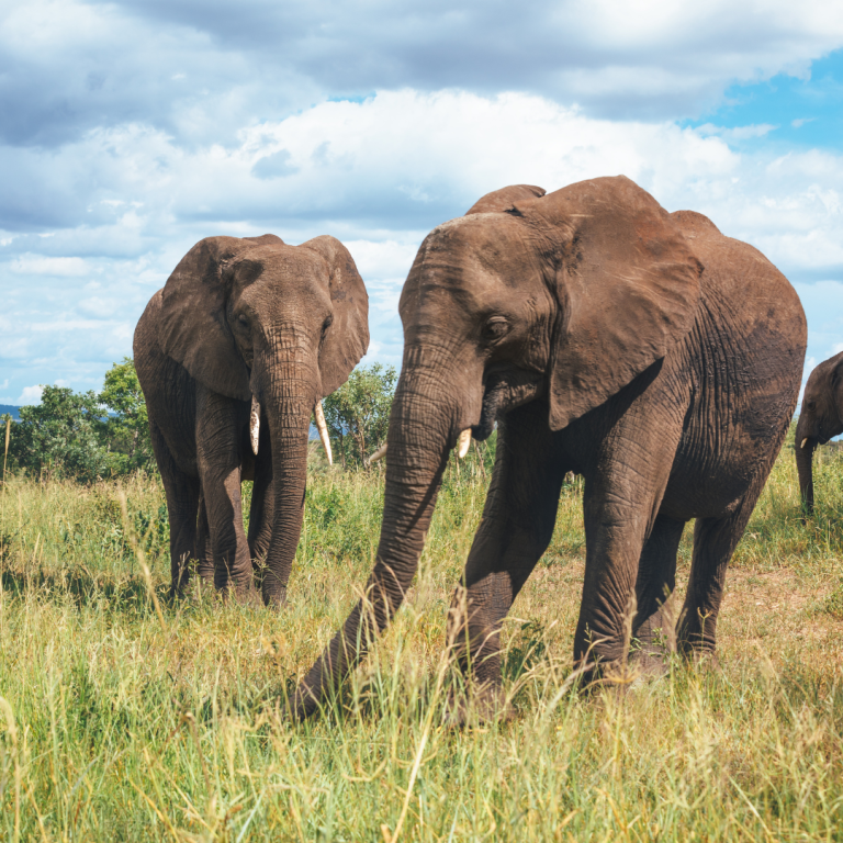 Tarangire National Park