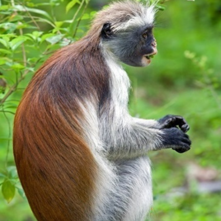 Zanzibar Red Monkey Forest & Mangroves