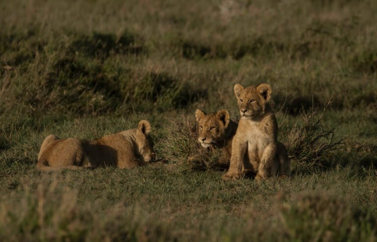 6-day Big Five Luxury Safari in Tanzania