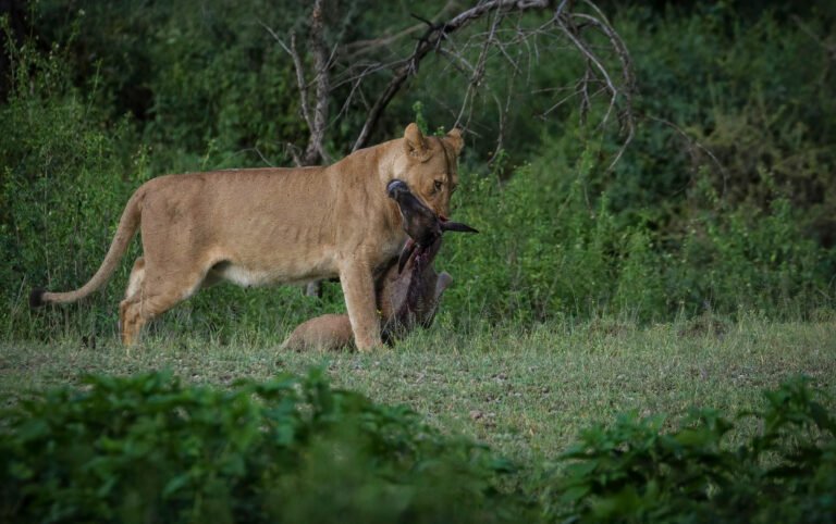 6-day Big Five Luxury Safari in Tanzania